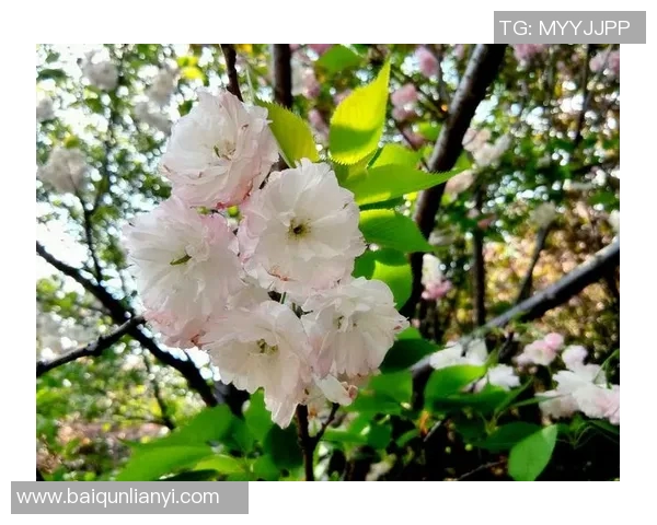 樱花盛宴与新泻天鹅的华丽对决展现青春与优雅的完美交融